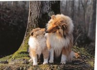 Collie Love