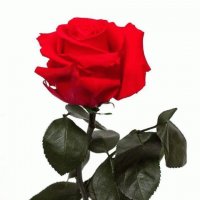 mi flor