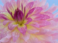 flor