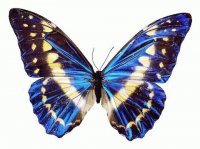 mariposa