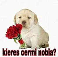 maifer77