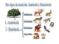 Nutrición autótrofa y heterótrofa