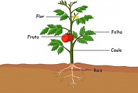 Partes da planta