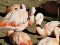 FLAMINGOS