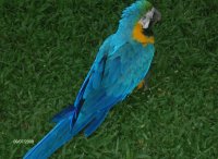 ARARA