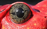 olhos