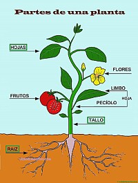 PLANTAS