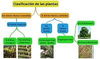 lasificación de las plantas con semillas