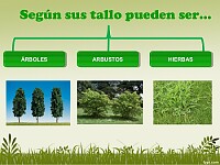 Clasificación de las plantas