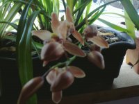 mini orquidea