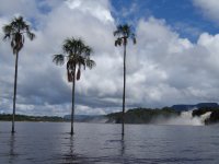 Morichales en la laguna de Canaima