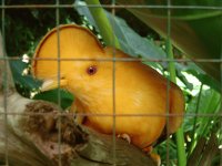 Pajaro