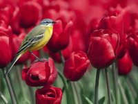 pajaro
