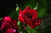 Red Rose