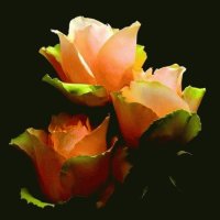 Rosentraum