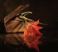 Nachtblüte
