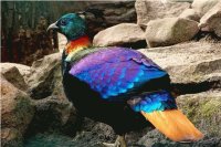 bird 1