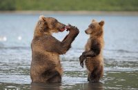 Bear 1