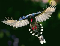 bird 2