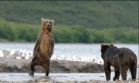 bear 2
