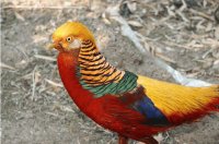 bird 3