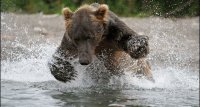 bear 3