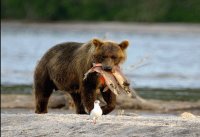 bear 4