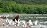 bear 5