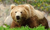 bear 6