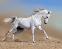 Caballo
