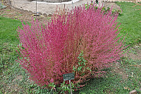 jardim