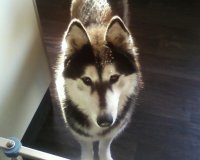 friends dog
