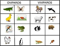 clasificacion de animales
