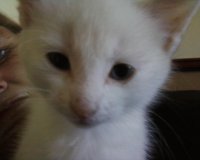 my cat smileing