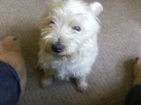 my dog looking sad