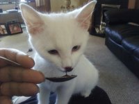 cat eatin choc pud