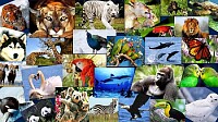 Clasificación de los animales