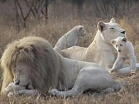 leones blancos