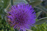 Plantas de la Alhambra