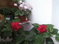 flowers