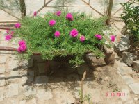 flores