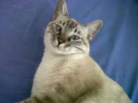 Gatinha Zuzu