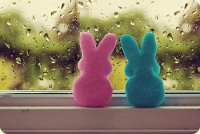 bunny
