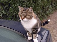 Riccardo