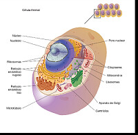 Sisteme respiratorio