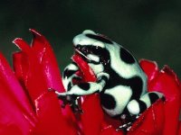 rana