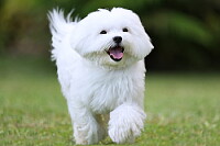 Bichon Maltais