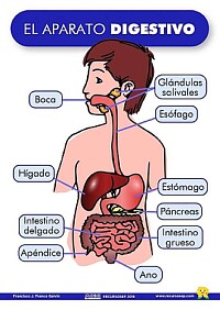 MI SISTEMA DIGESTIVO