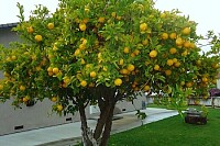 lemon