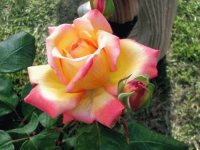 rosa